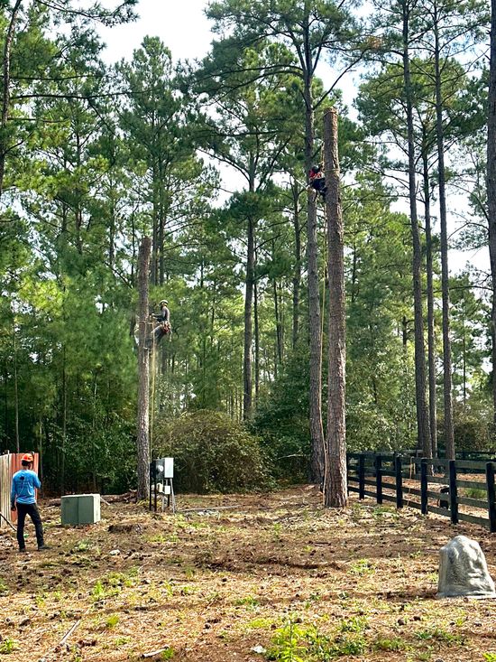 Paz Tree Service Charleston