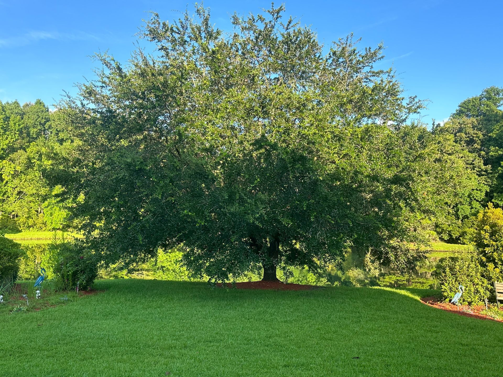 Emergency Tree Removals Charleston