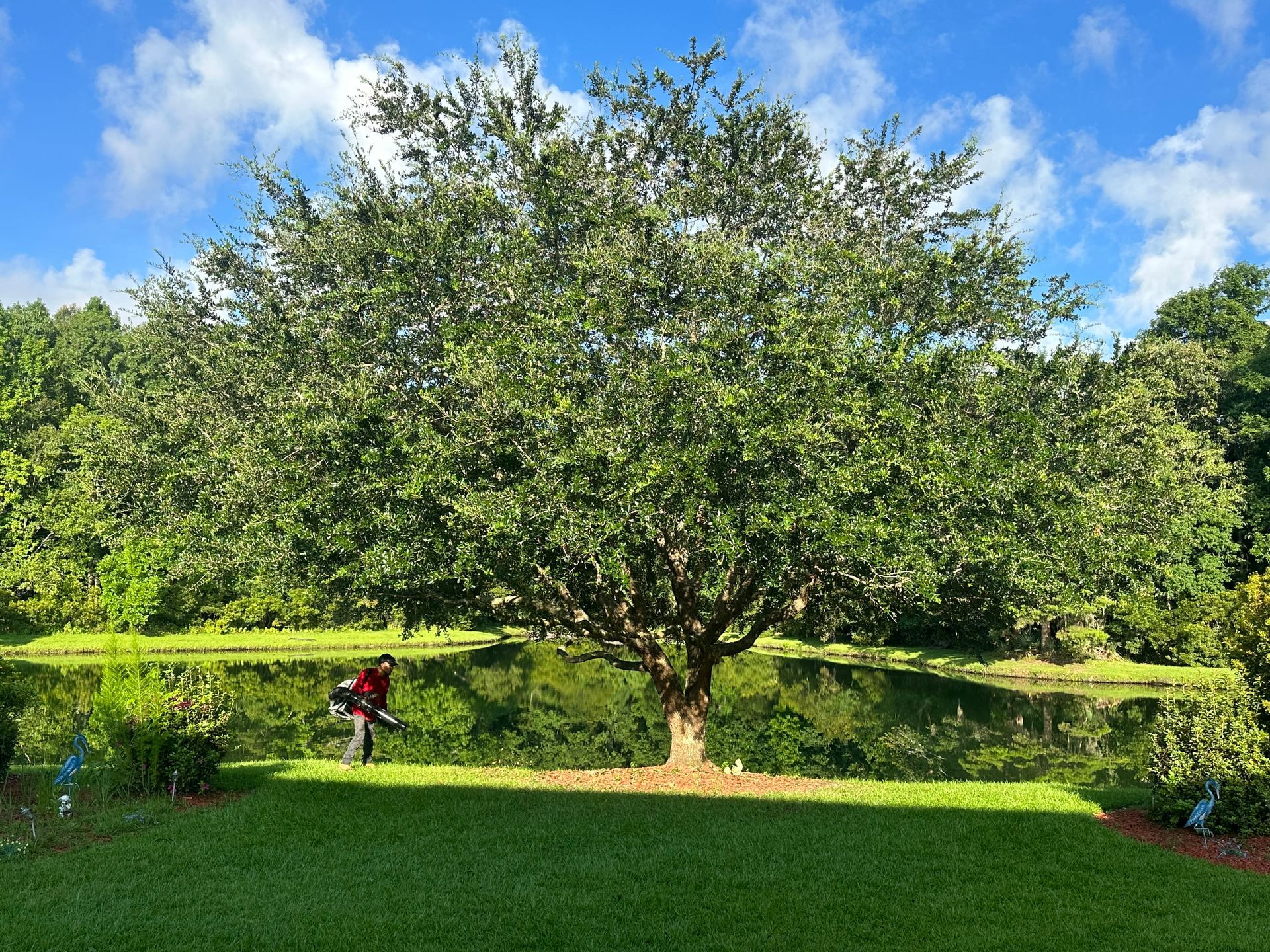 Paz Tree Trimming Charleston