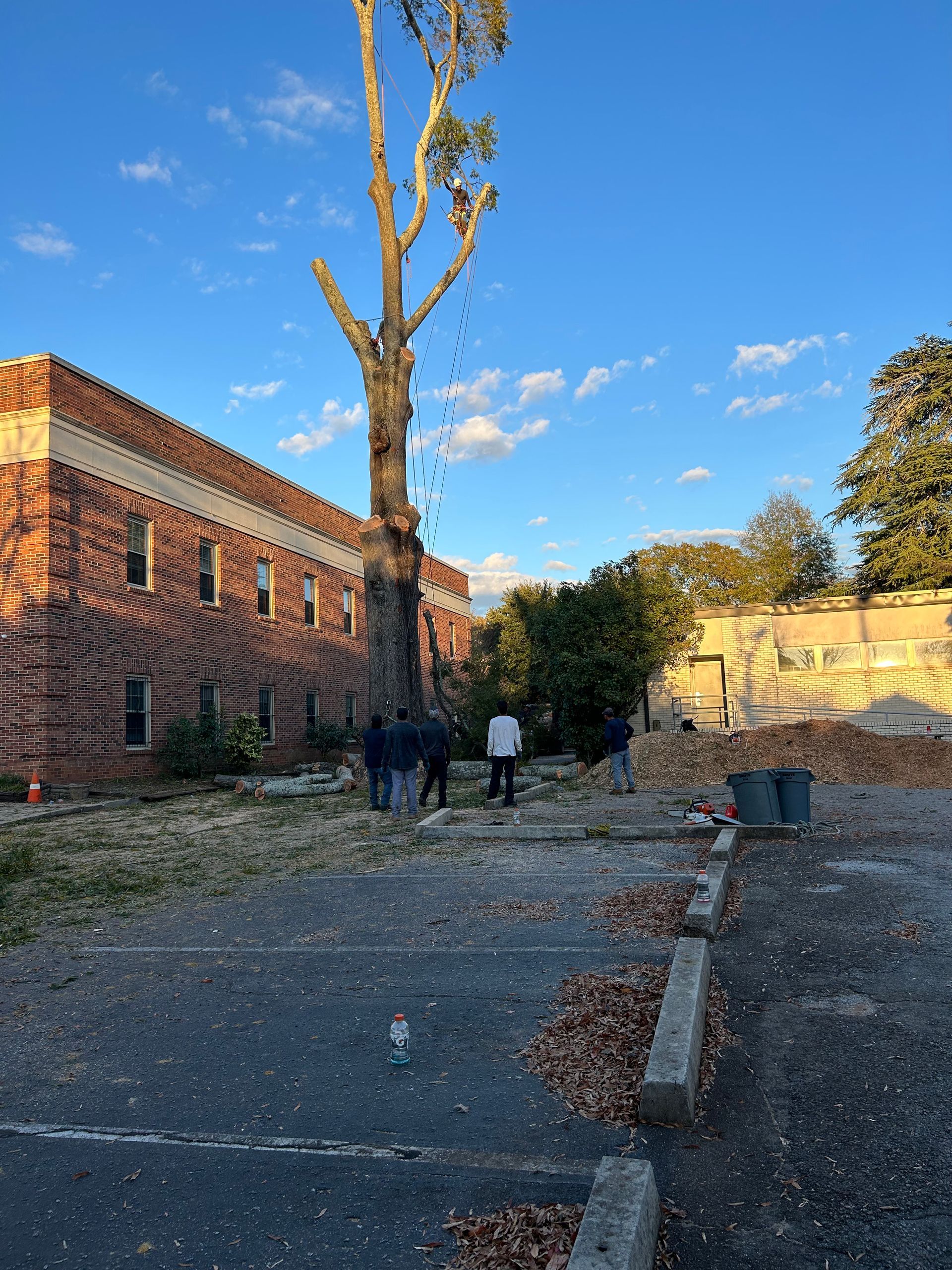 Tree Removal North Charleston