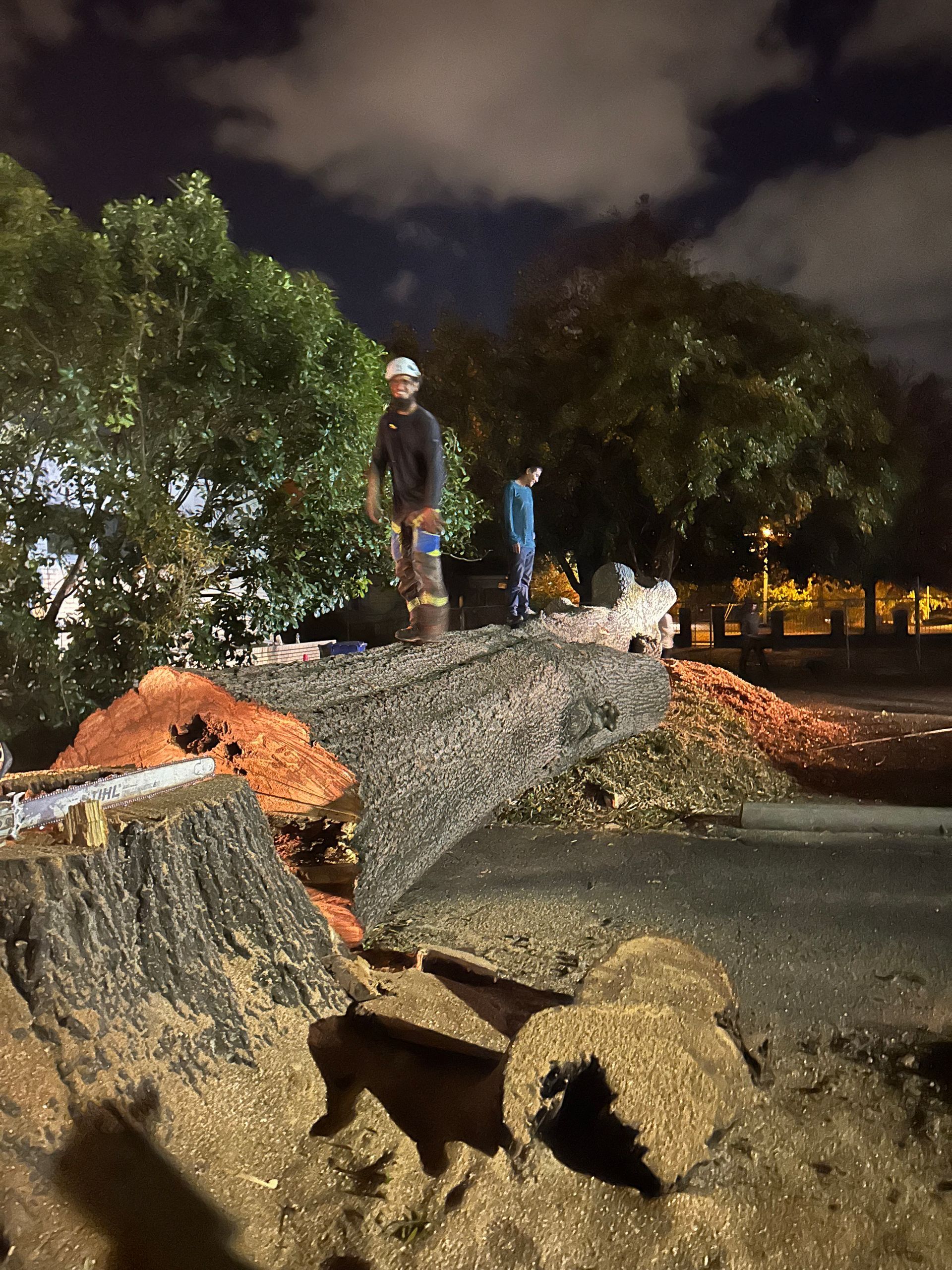 Emergency Tree Removal North Charleston