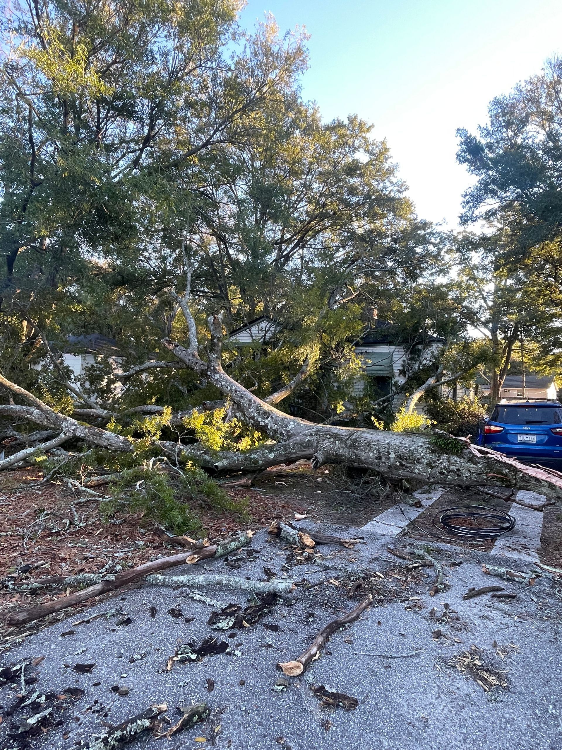 Tree Service Charleston