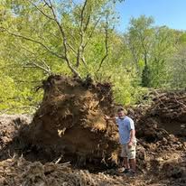 A man stands near the uprooted root system of a tree in a wooded area.