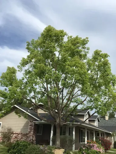 A house with a large tree in front of it