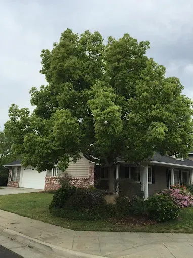 A house with a large tree in front of it