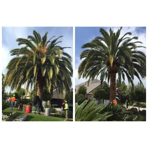 Two pictures of a palm tree before and after being cut down.