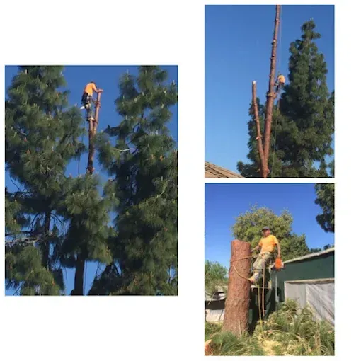 A man is cutting down a tree with a chainsaw.