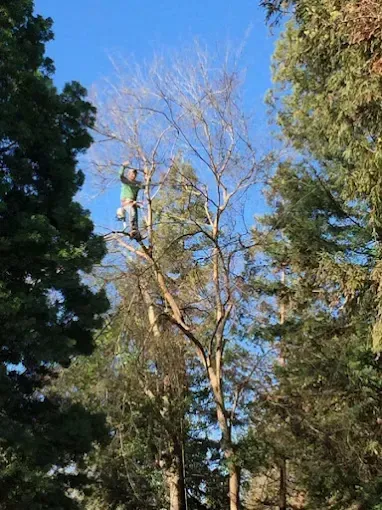A man is climbing a tree with a chainsaw.