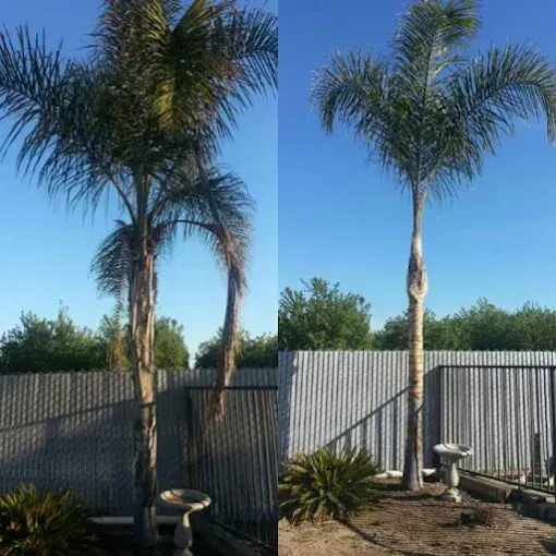 Two palm trees in front of a fence and a bird bath