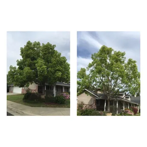 A before and after picture of a tree in front of a house.