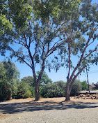 A row of trees in a park on a sunny day.