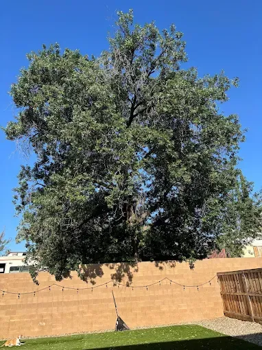 A large tree in a backyard next to a fence.