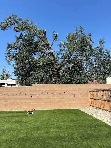 A dog is walking on a lush green lawn in a backyard.