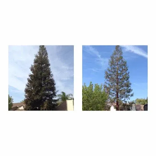 Two pictures of a tree before and after being cut down.
