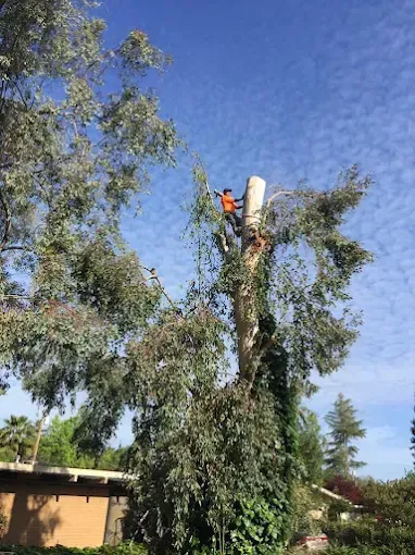 A man is cutting down a tree in front of a house.