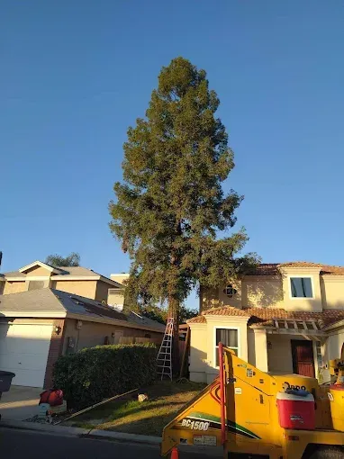 A large tree is being cut down in front of a house.