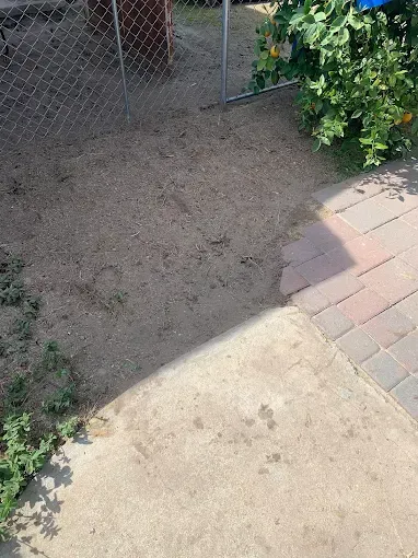 There is a chain link fence in the background and a brick walkway in the foreground.