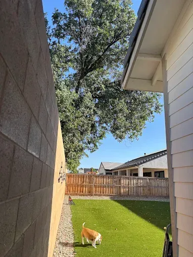 A dog is standing in the grass in front of a house.