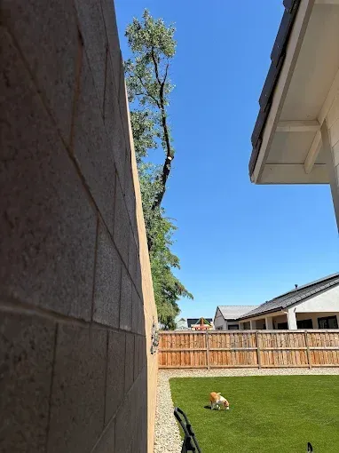 A dog is playing in a yard next to a brick wall.