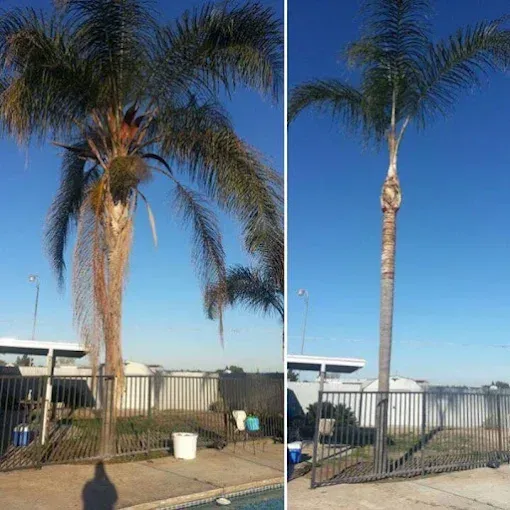 Two pictures of a palm tree next to a pool