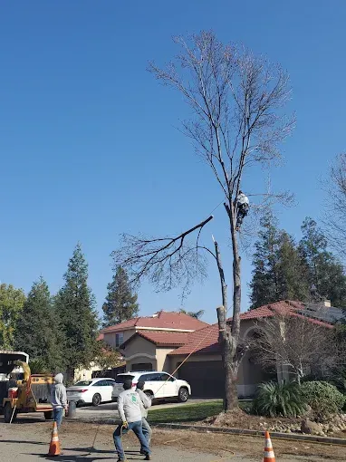 A man is climbing a tree in front of a house.
