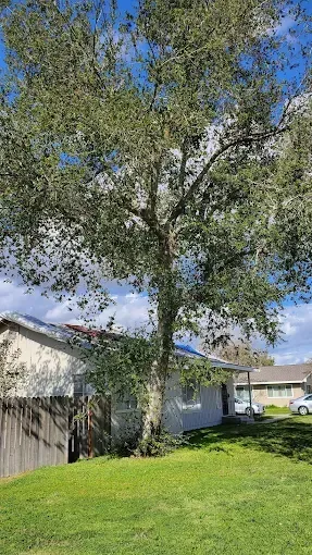 A large tree is in the middle of a lush green yard in front of a house.
