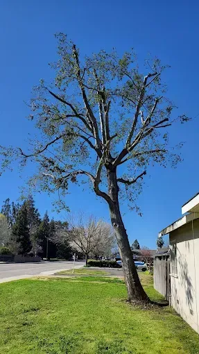 A tree is sitting in the middle of a lush green field next to a house.