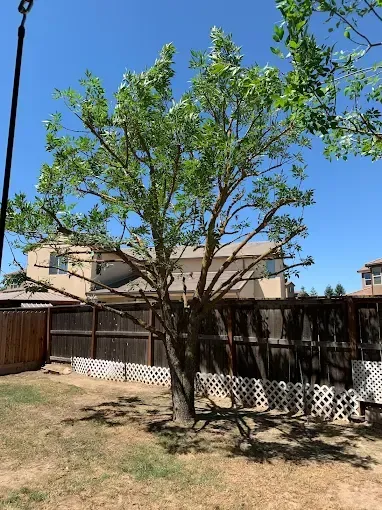 A large tree in a backyard with a fence and a house in the background.