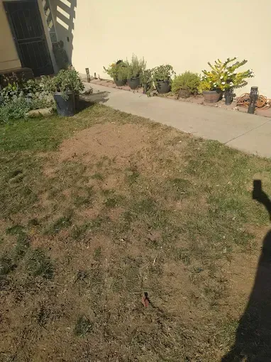 A person is standing in a yard with a lot of potted plants.