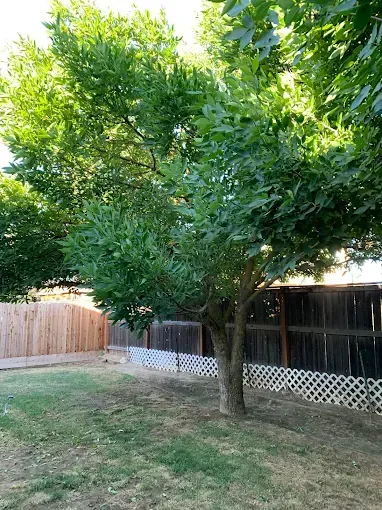 A backyard with a fence , trees and grass.