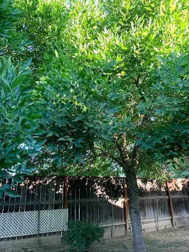 A tree with lots of green leaves is in front of a wooden fence