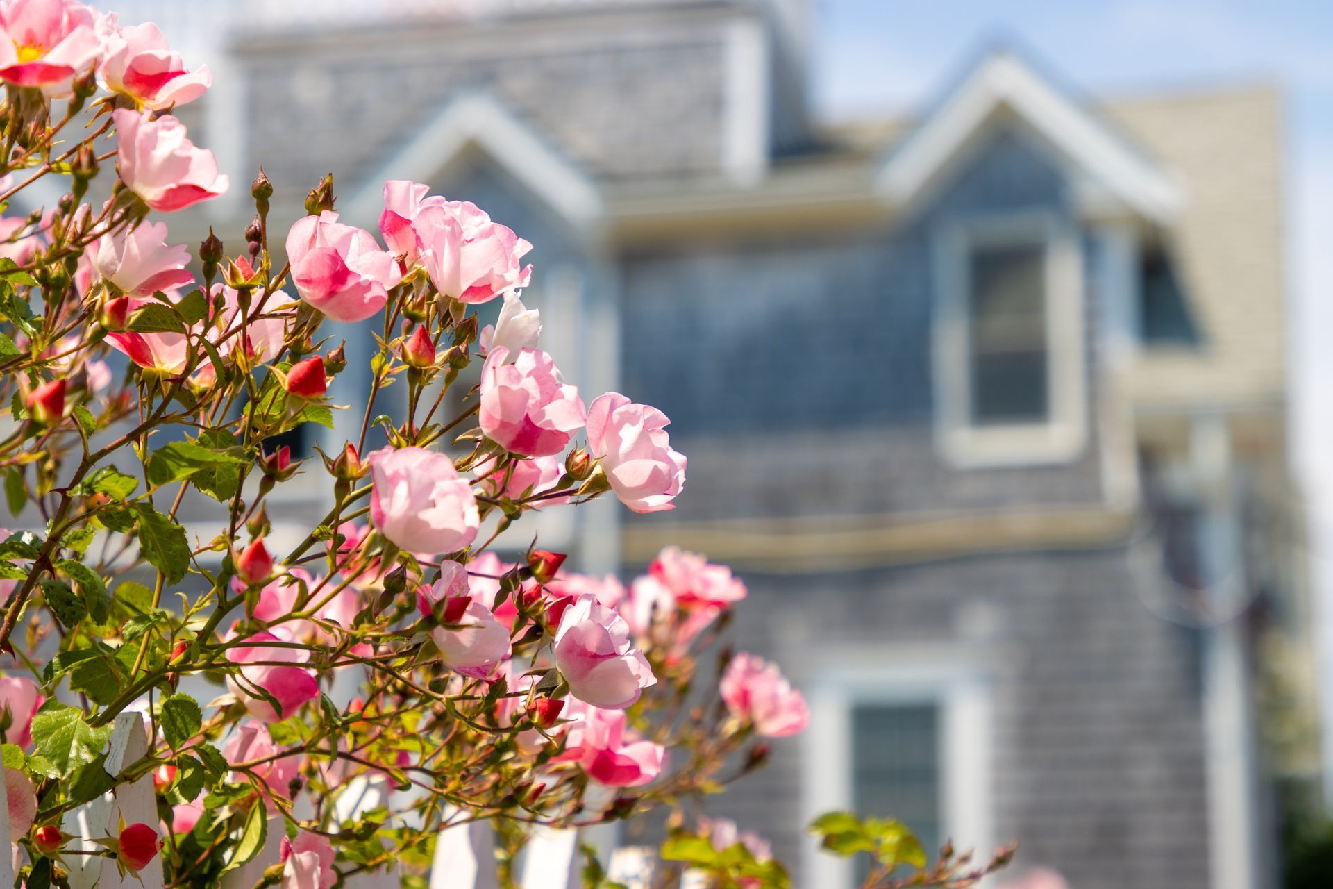 Pink roses blooming in front of a weathered gray house with a white picket fence; bright sunlight.