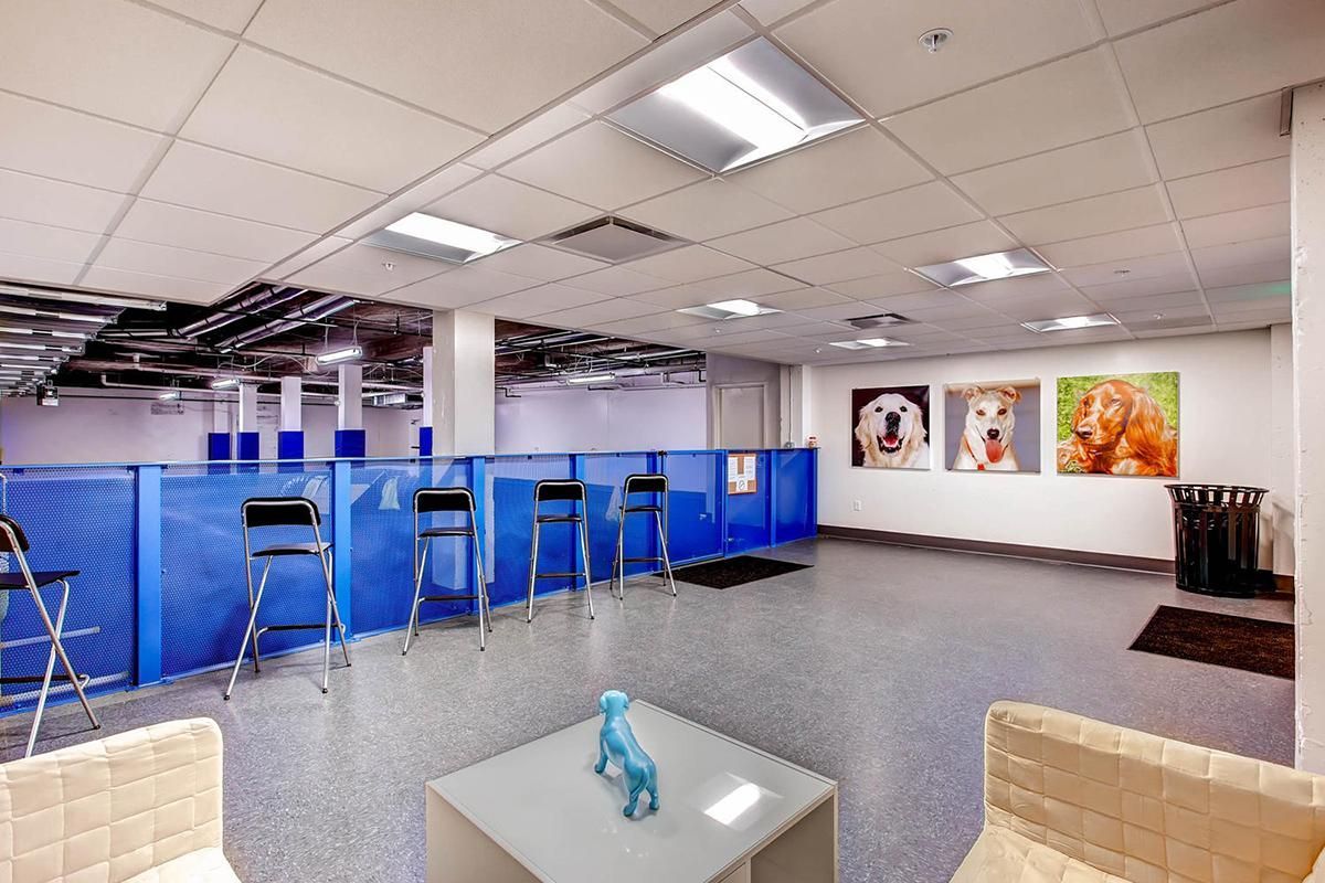 Interior of a dog daycare: blue walls, chairs, dog portraits, and a small table with a dog statue.