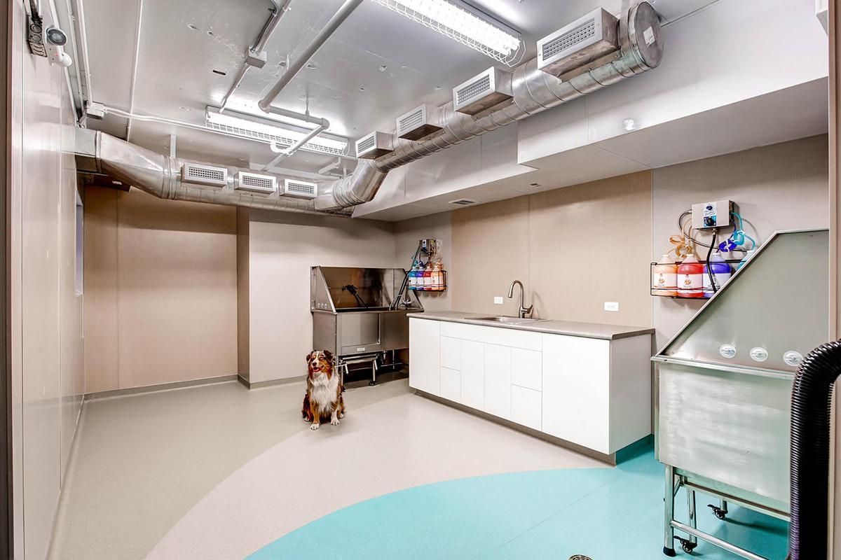 Dog in dog grooming area with white cabinets, stainless steel sink, and teal and grey floor.