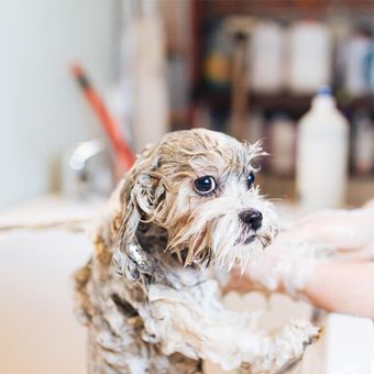 Laundromat — Dog Taking a Bath in Sandusky, OH