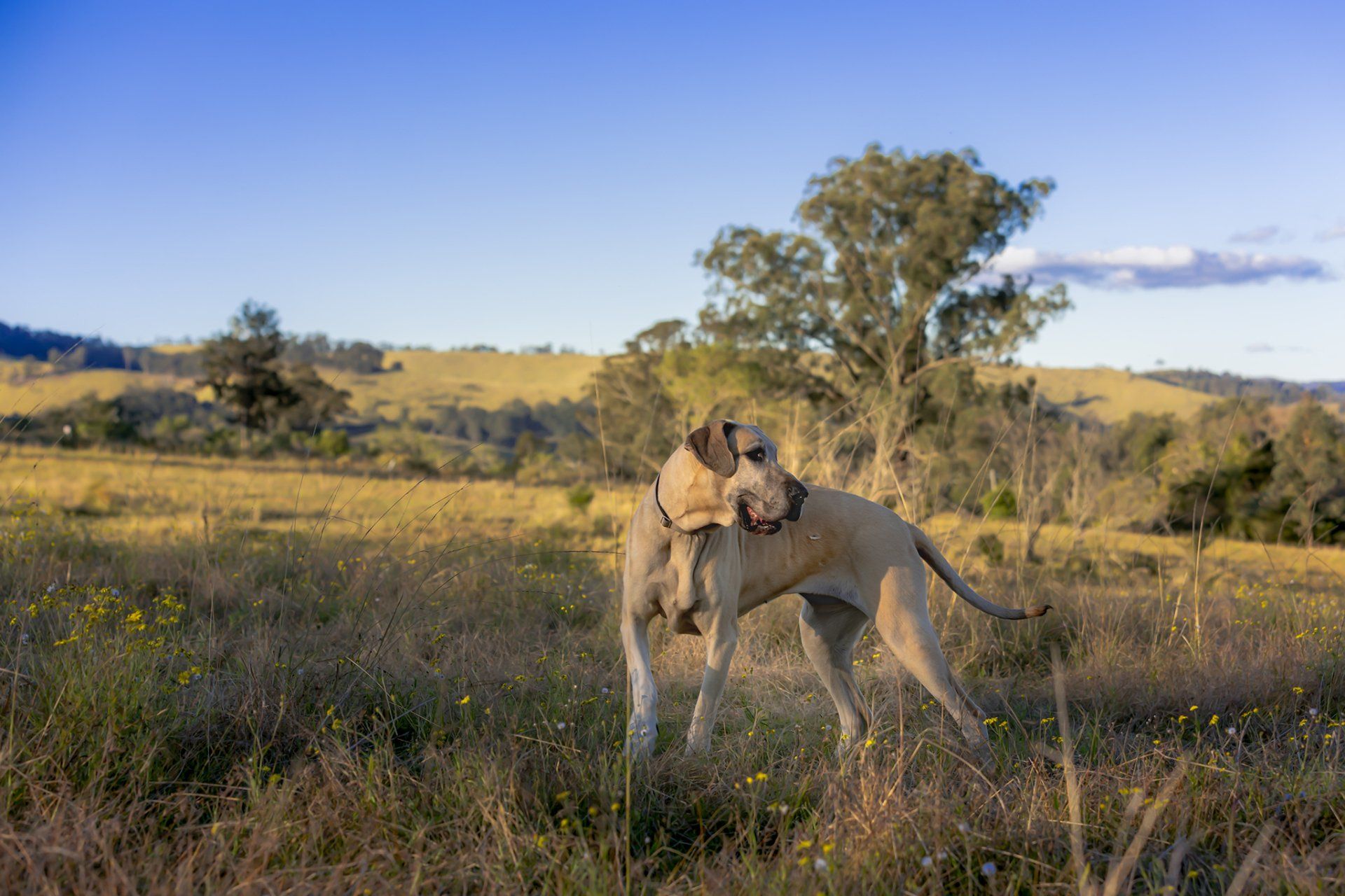 Two dogs are standing in a field with trees in the background.