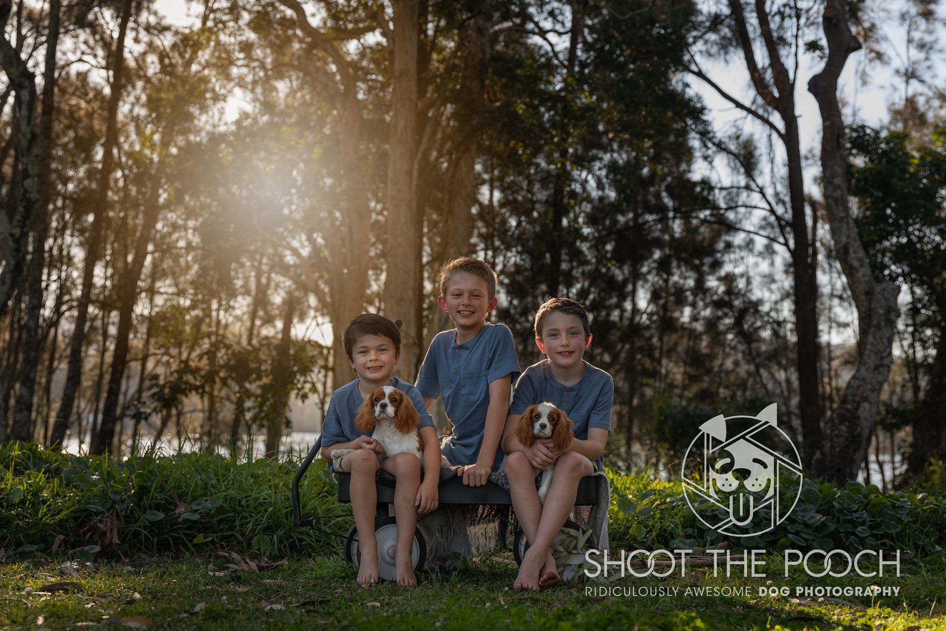 Three boys are sitting on a bench with their dogs in the woods.
