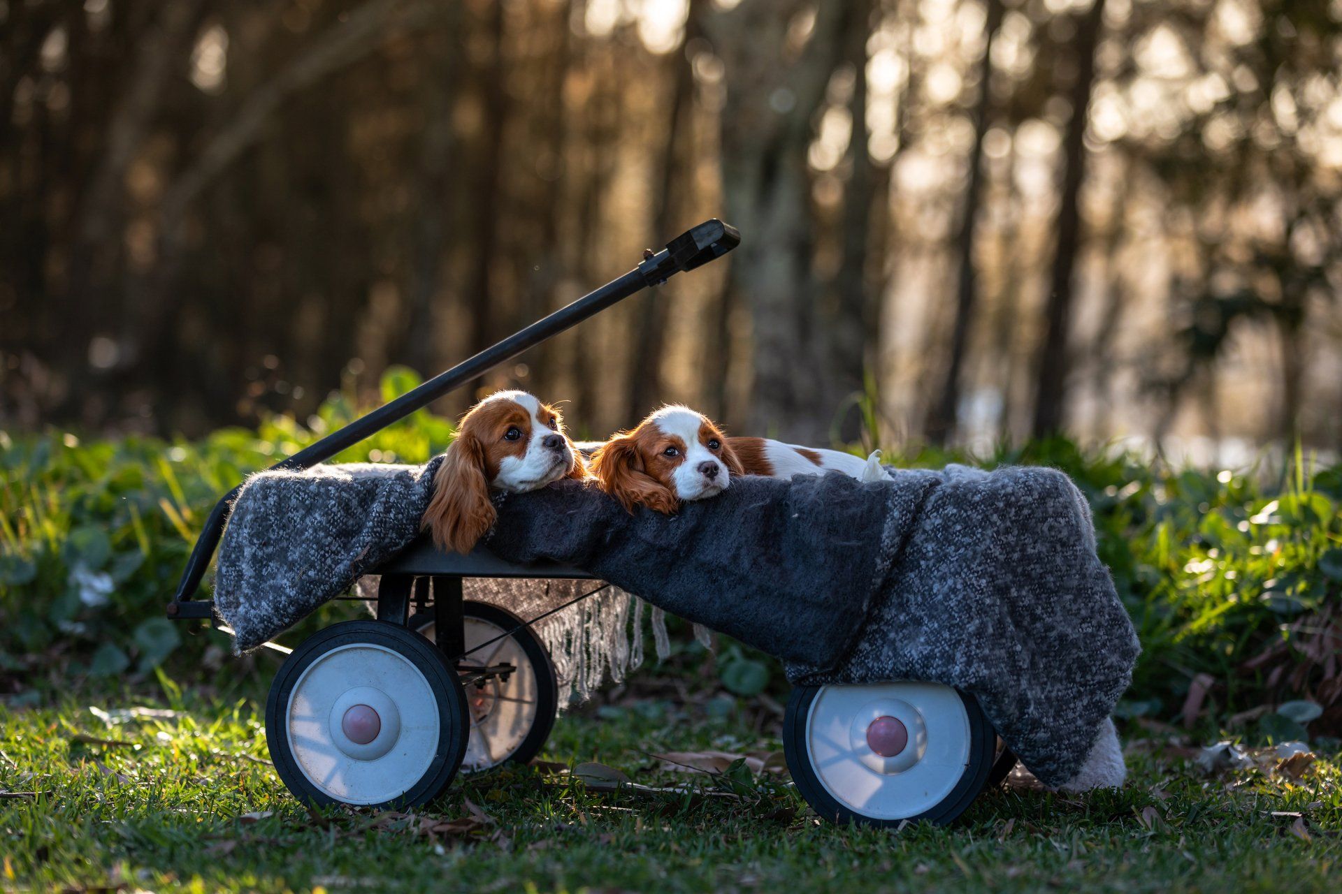 Two dogs are sitting in a wagon in the grass.