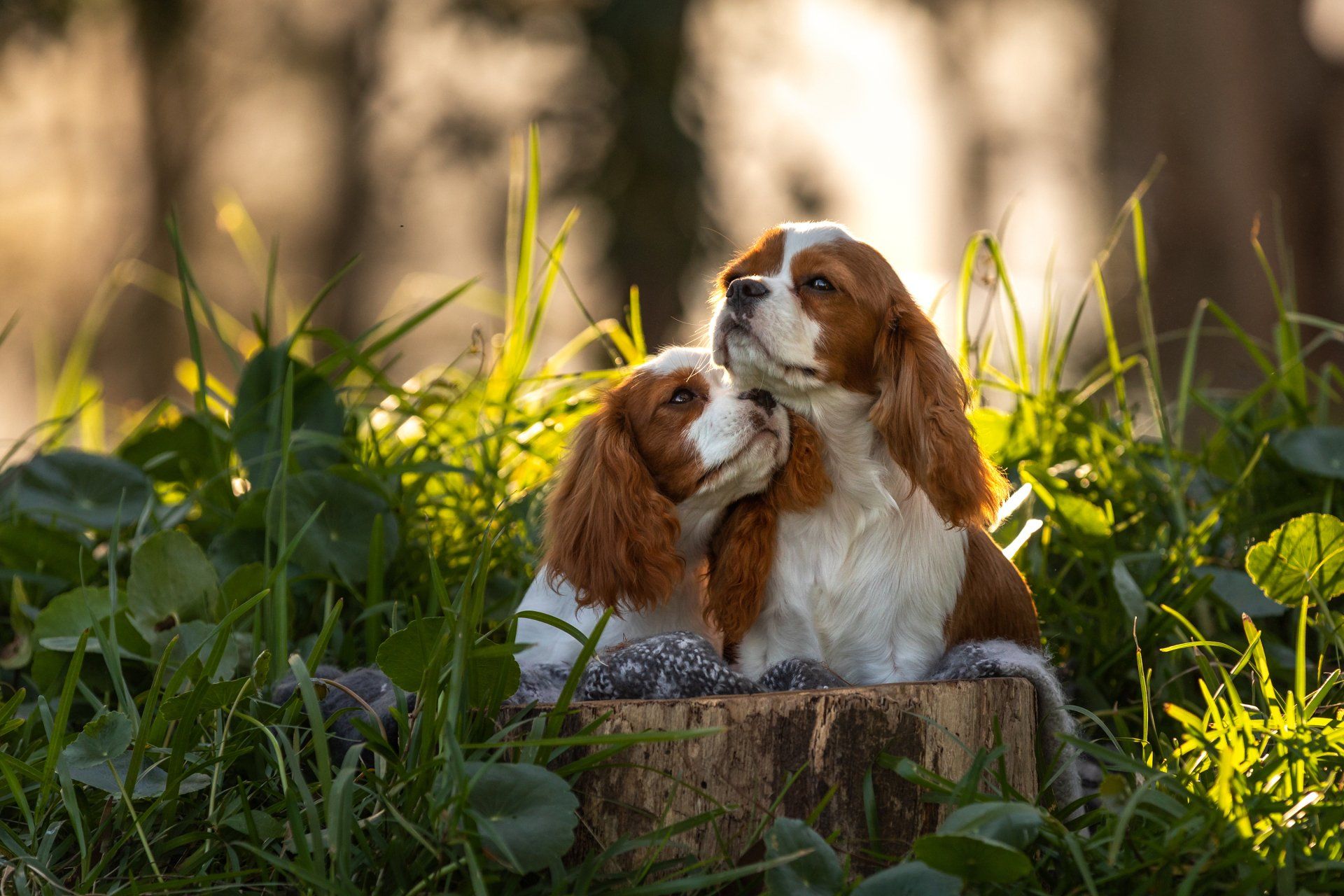 Two dogs are sitting on a stump in the grass.