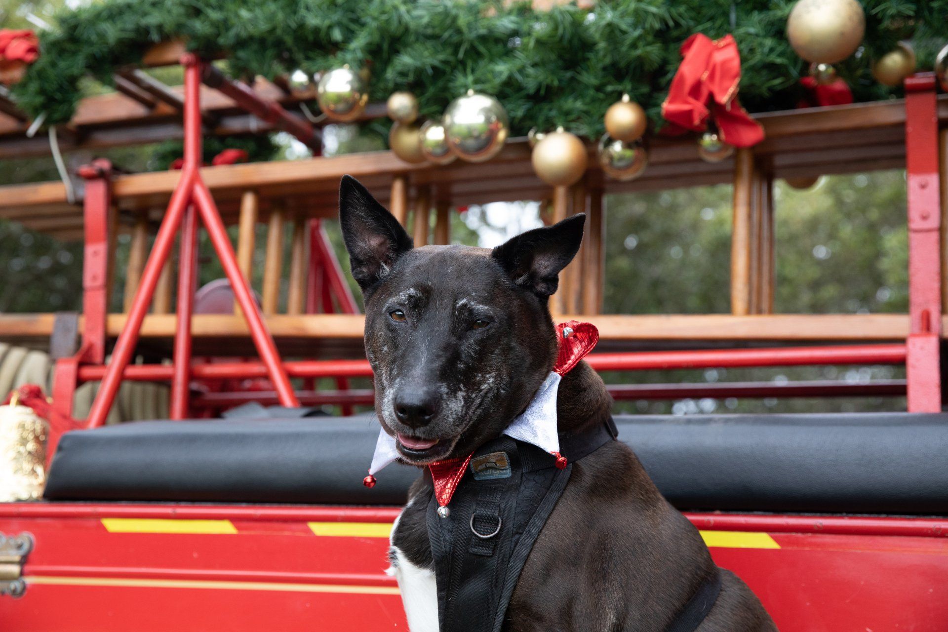 A dog wearing a bow tie is sitting in the back of a red truck.