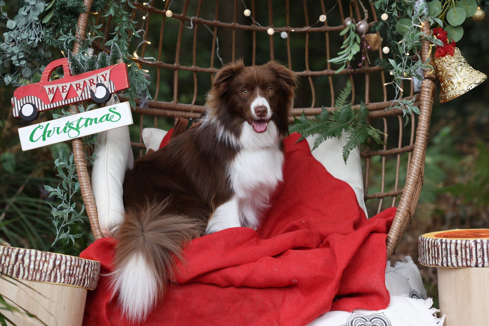 A brown and white dog is sitting in a wicker chair with a red blanket.