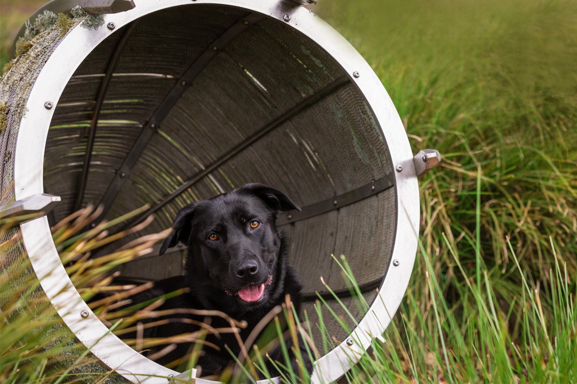 A black dog is sticking its head out of a hole in the grass.