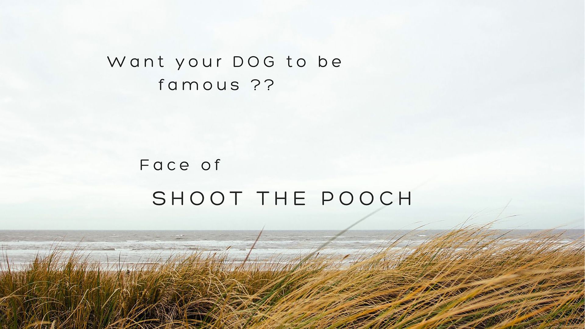face of shoot the pooch