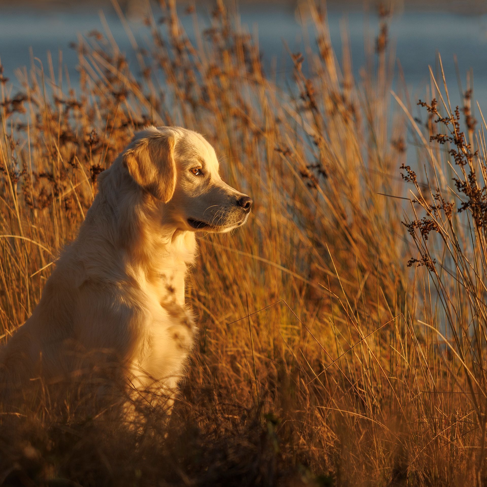 golden retriever photos