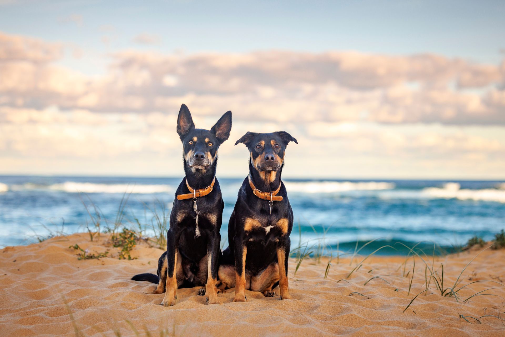 Two dogs are sitting on a sandy beach near the ocean.