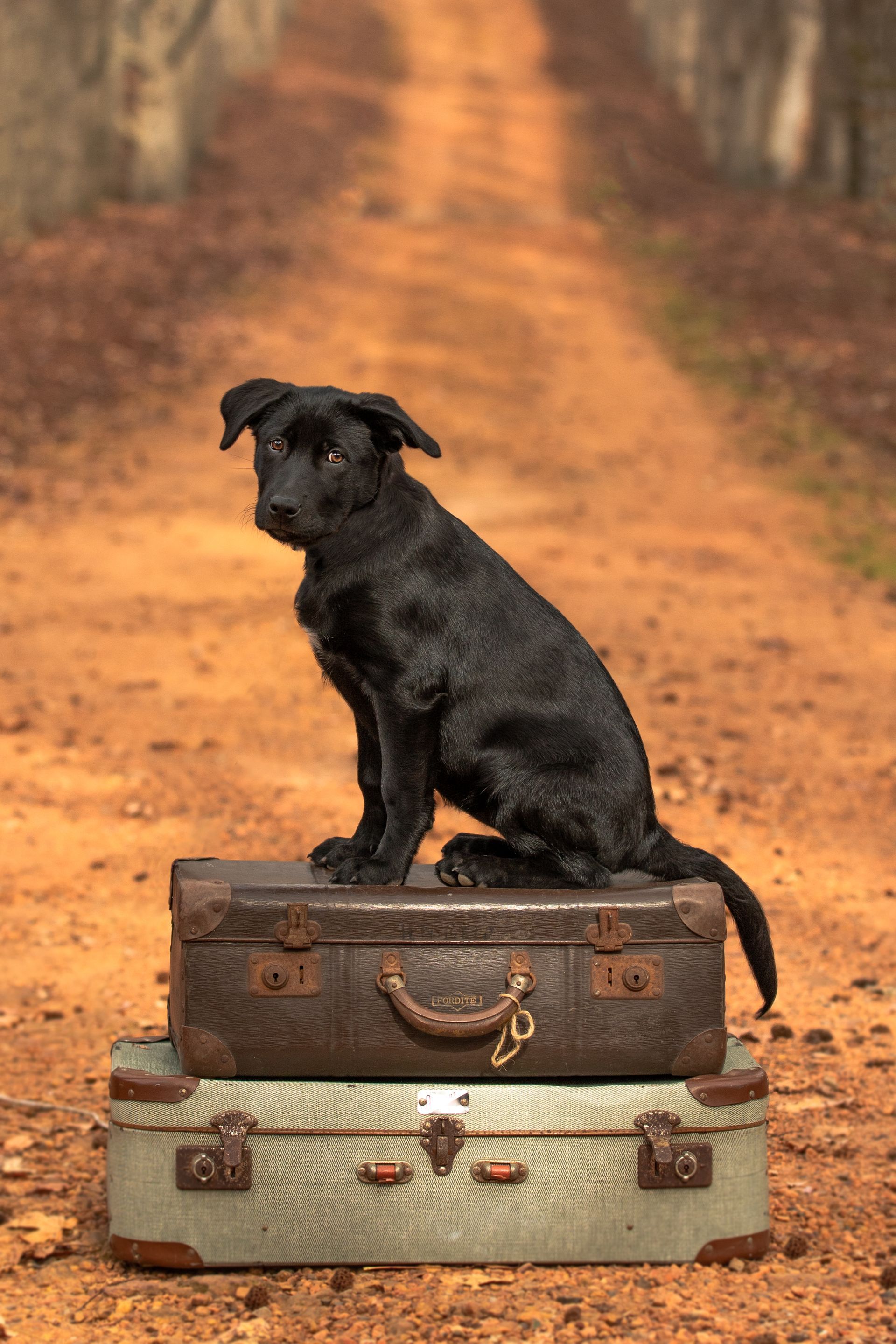 A black dog is sitting on top of two suitcases on a dirt road.