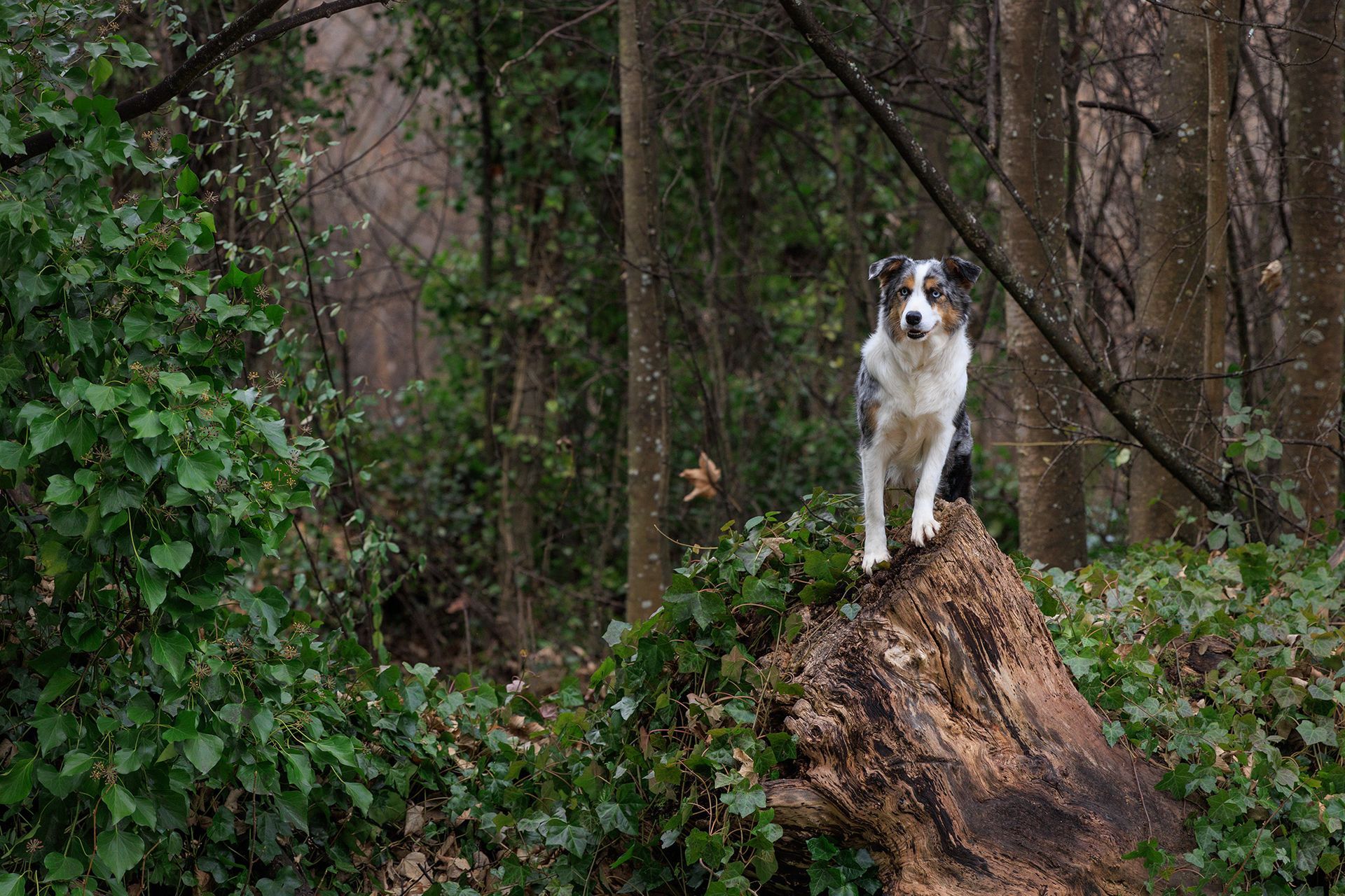 A dog is standing on top of a tree stump in the woods.