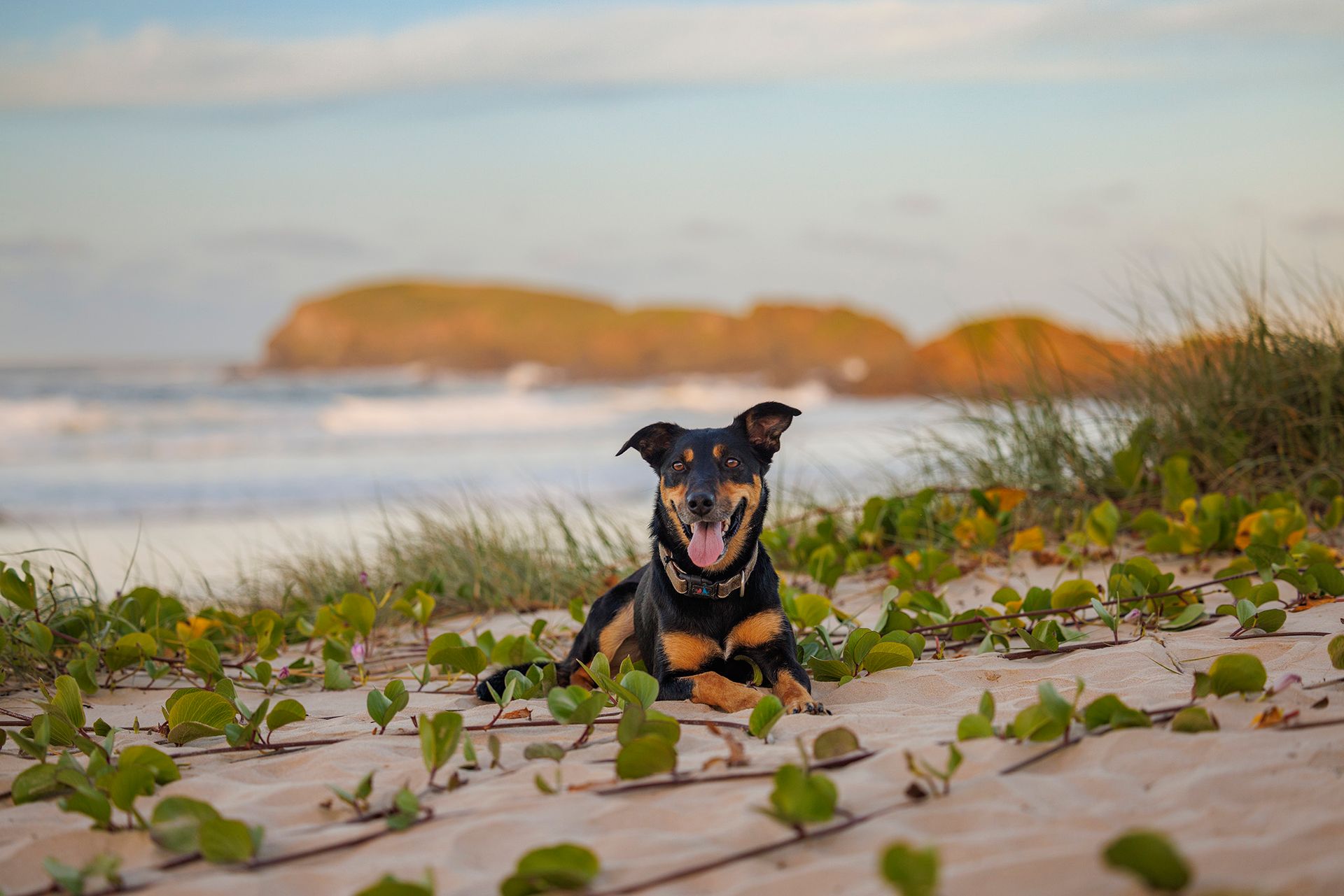A dog is laying on a sandy beach near the ocean.