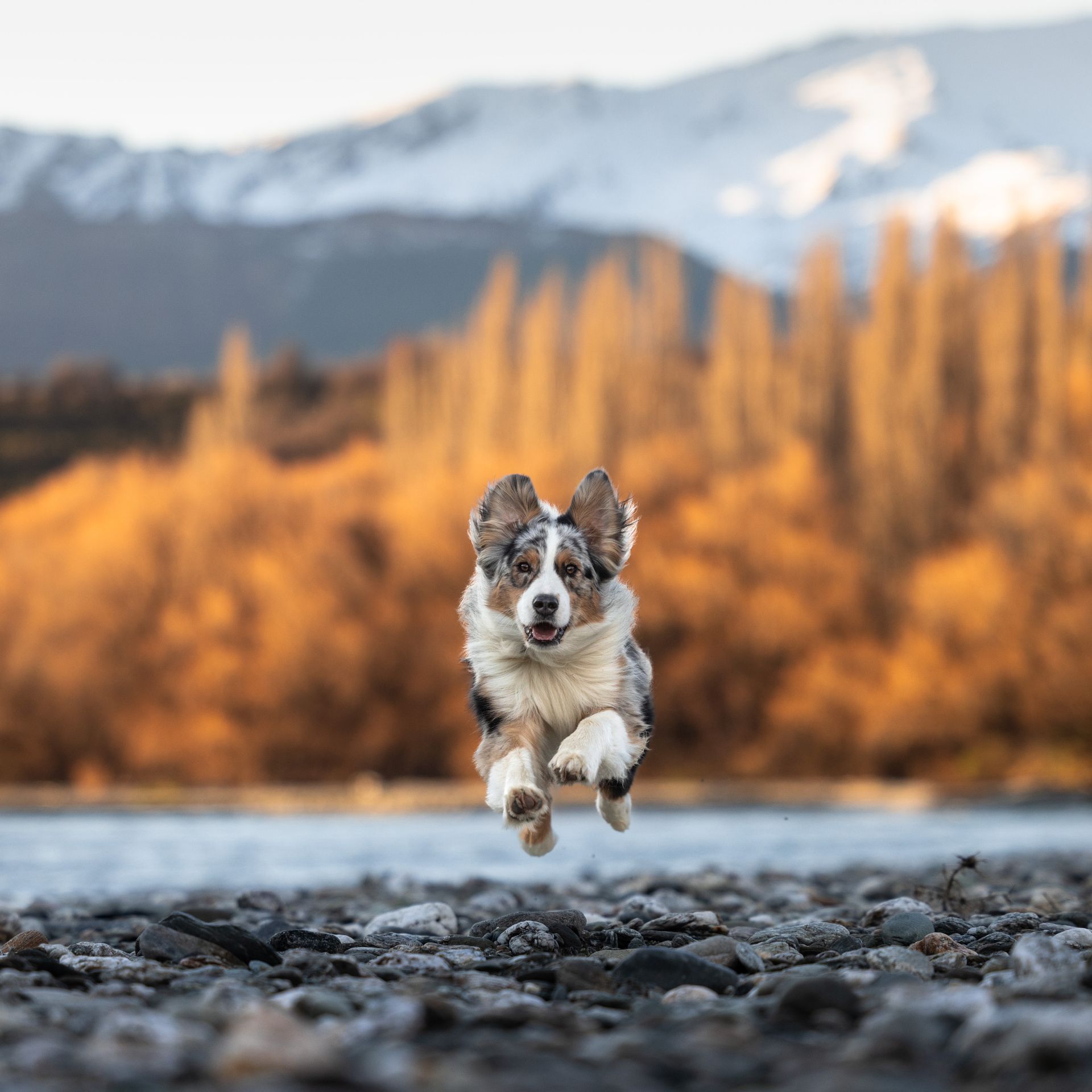 A brown and white dog is running across a rocky river.