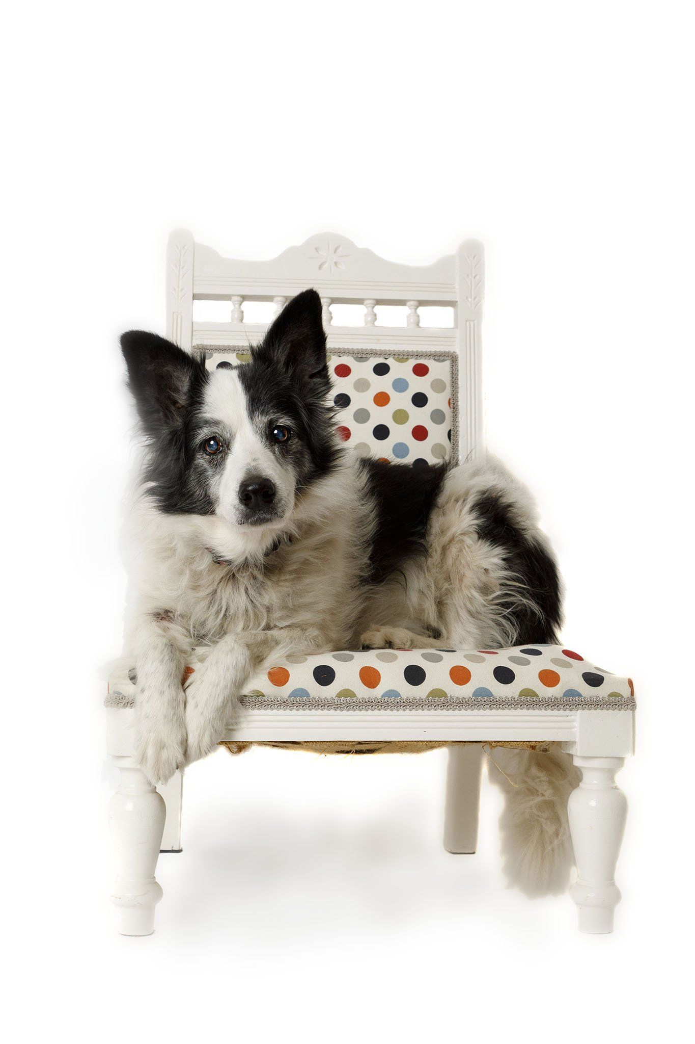 A black and white dog is sitting on a white chair.